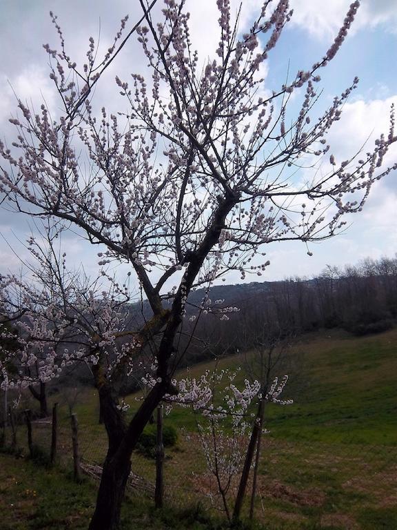 Agriturismo Norianino Монтемерано Экстерьер фото